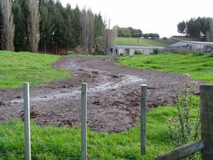 Chicken effluent running from the Buckland Rd property towards the Tutaenui stream